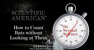 Scientific American How to Count Bats without Looking at Them