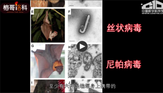 蝙蝠科普节目截图