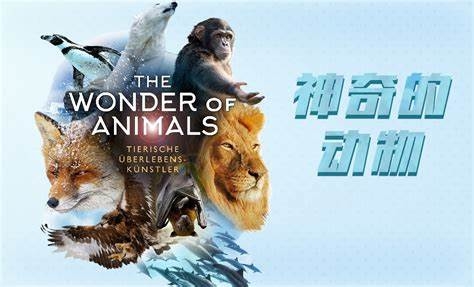 The Wonder of Animals 蝙蝠