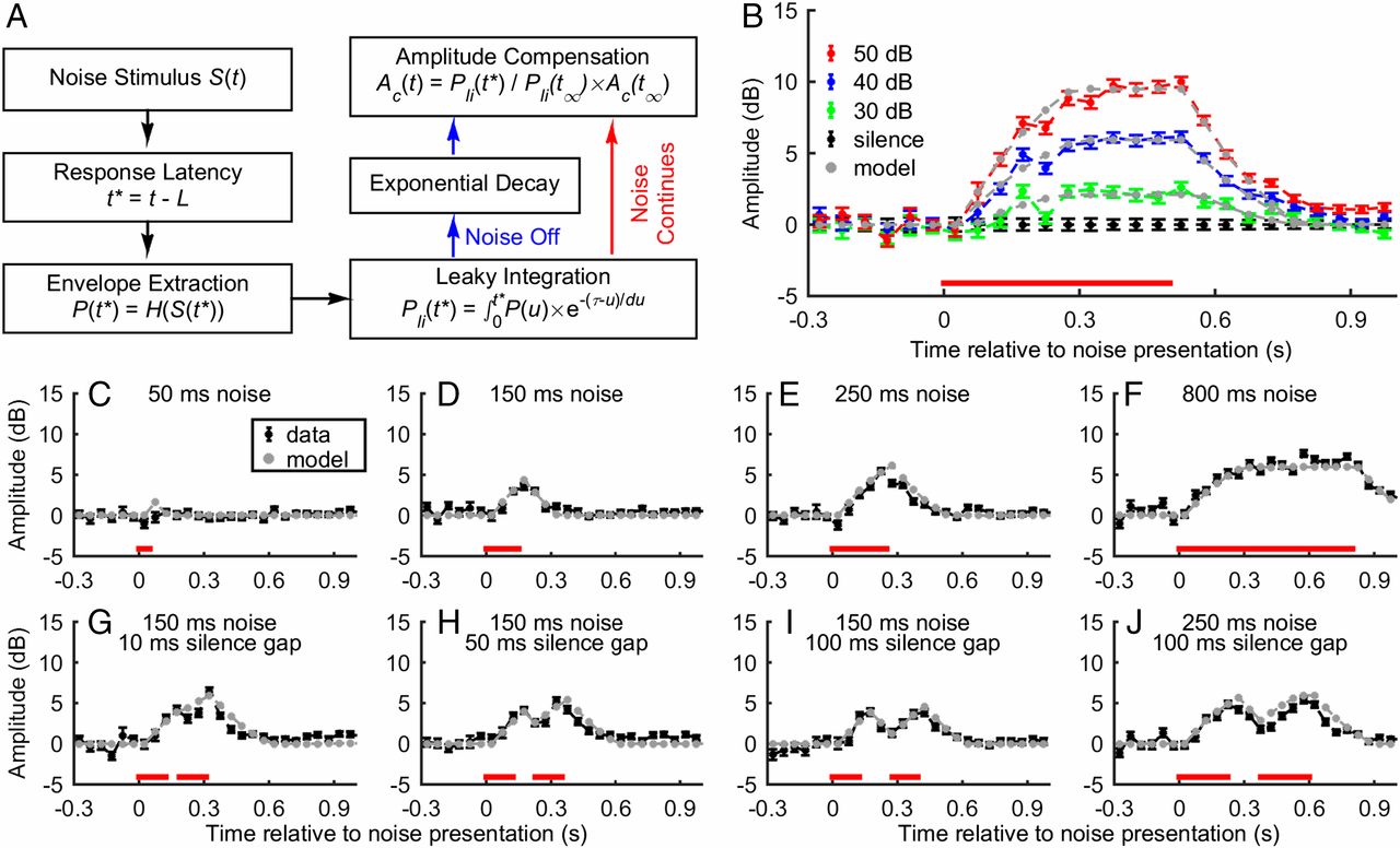 Sensorimotor integration on a rapid time scale